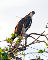 Osprey, Aguila Pescadora