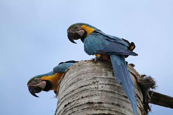 Blue and Yellow Macaw, Guacamayo Azul y Amarillo