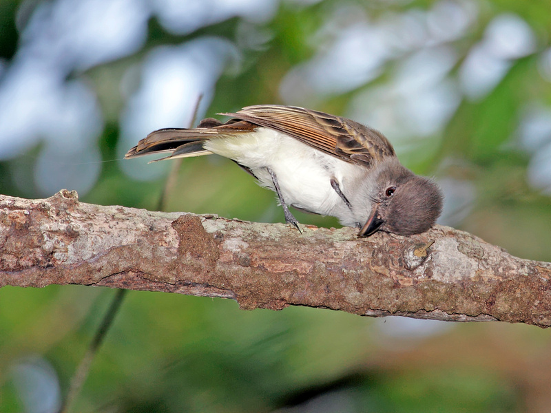 Puerto Rico Wildlife: Alfredo Colón | Puerto Rican Flycather, Juí