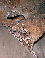 Cave Swallow, Golodrina de Cuevas