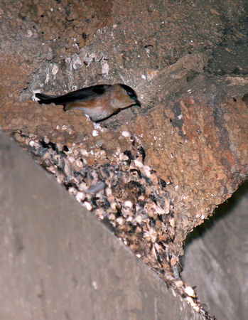 Cave Swallow, Golodrina de Cuevas