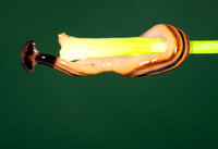 Hammerhead Worm/Broadhead planaria