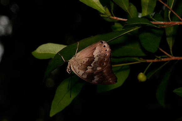Silverking Butterfly