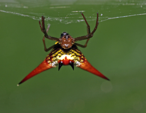 Puerto Rican Spiny Orb Weaver