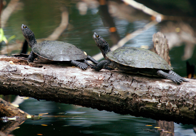 Puerto Rico Wildlife: Alfredo Colón | Turtles