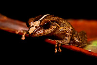Frogs of Puerto Rico
