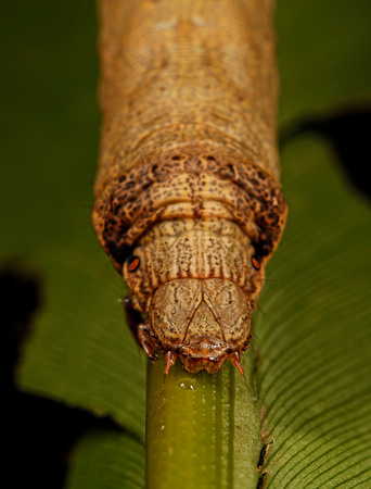 Caterpillar of the Scalloped Hazel Moth