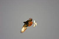 Red-tailed Hawk Pursued by Grey KIngbird