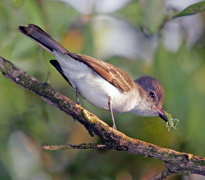 Puerto Rico Wildlife: Alfredo Colón | Puerto Rican Flycather, Juí