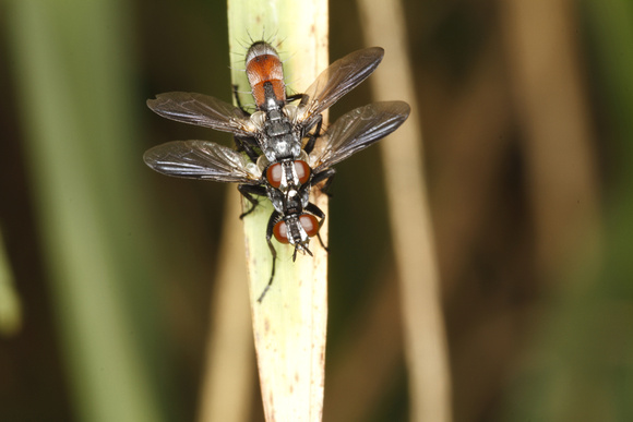 Mating Flies