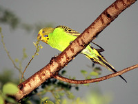 Parakeet, Periquito