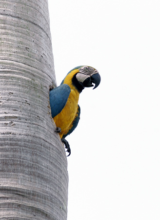 Blue-and-yellow Macaw, Guacamayo