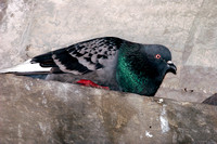 Rock Pigeon, Paloma Común