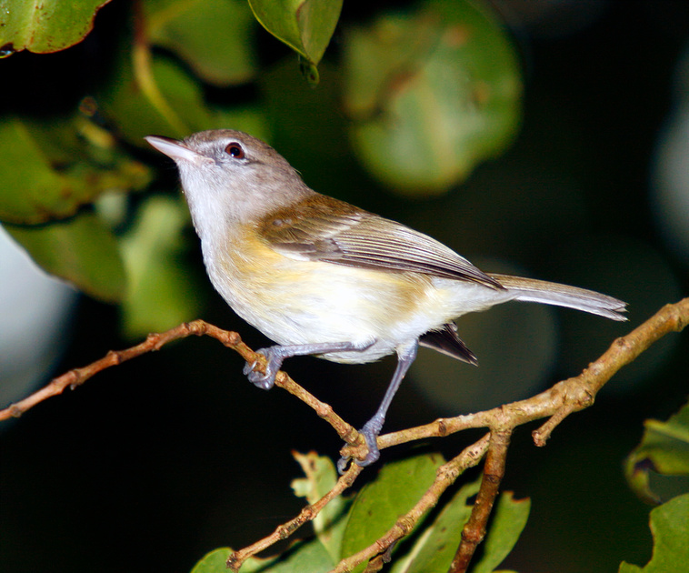 Puerto Rico Wildlife: Alfredo Colón | Puerto Rican Vireo, Bien-te-veo