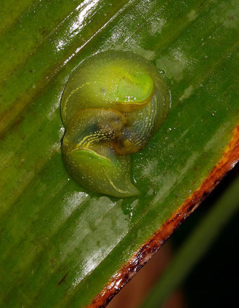 Mating Amphibulimid Snails