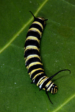 Caterpillar Monarch Butterfly