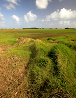 Dorado Grasslands