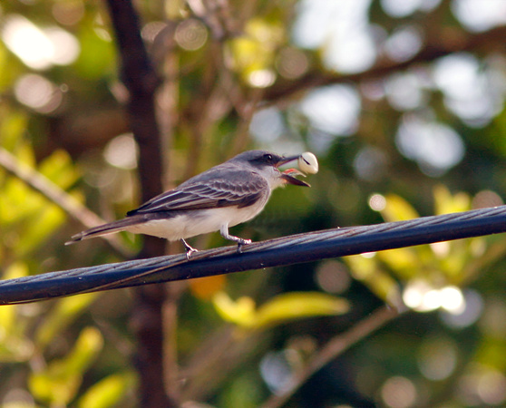Grey Kingbird Feeding, Pitirre Comiendo