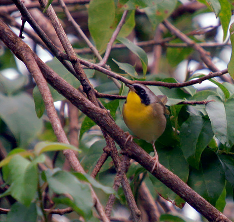 Common Yellowthroat, Reinita Pica Tierra