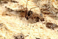 Possible Species of Recluse Spider