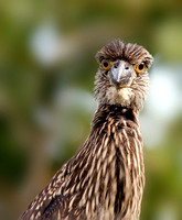 Juv. Yellow-crowned NIght Heron