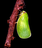 Leafhoppers/Planthoppers