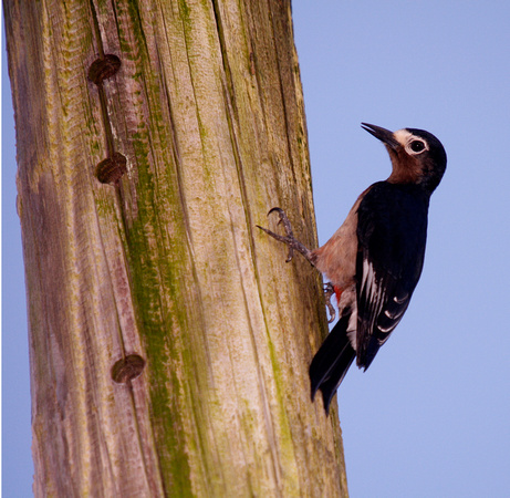 Puerto Rican Woodpecker, Carpintero de Puerto Rico