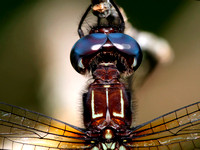 Dragonflies and Damselflies of Puerto Rico