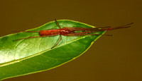 Long-jawed Orb Weaver, Tetragnathidae