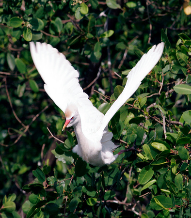 Cattle Egret, Garza Ganadera