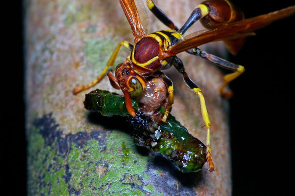 Wasp Feeding on Worm