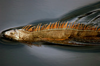 Iguana Swimming