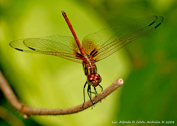 _MG_2867_9_19_2008 Dythemis rufinervis_Red Setwing
