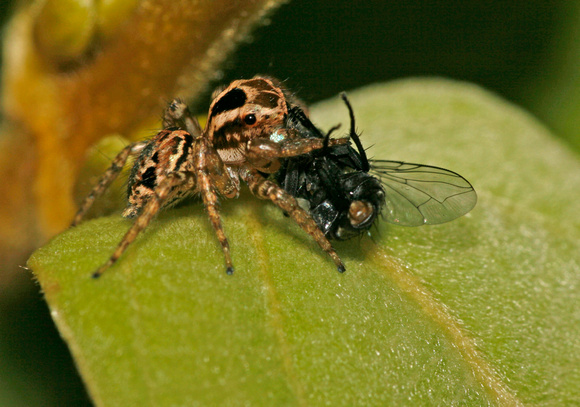 Jumping Spider Feeding on Fly, Araña Saltadora comiendo una Mosca