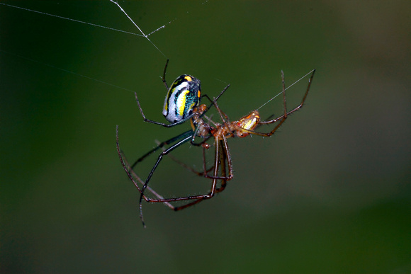 Mating Spiders