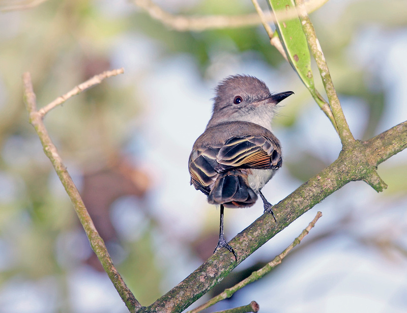 Puerto Rico Wildlife: Alfredo Colón | Puerto Rican Flycather, Juí