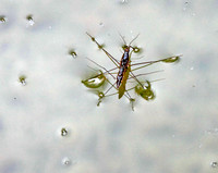 Water Bug