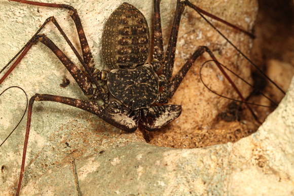 Whip Spider or Guabá