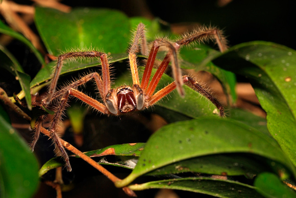 Huntsman Spider (Sparassidae sp.)