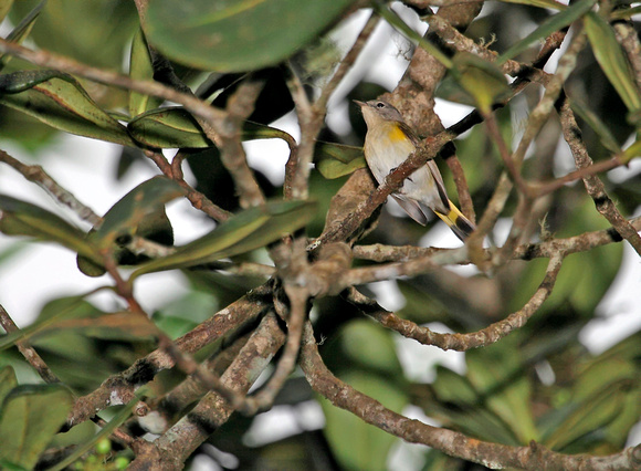 American Redstart, Candelita Americana