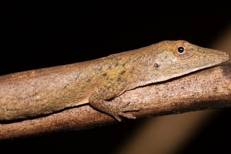 Puerto Rico Wildlife: Alfredo Colón | All Lizards | Puerto Rican Twig Anole