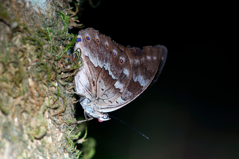 Puerto Rico Wildlife: Alfredo Colón | Butterflies | Butterfly