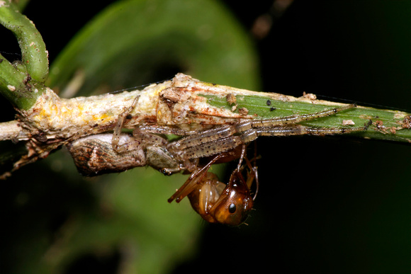 Spider Feeding on Ant
