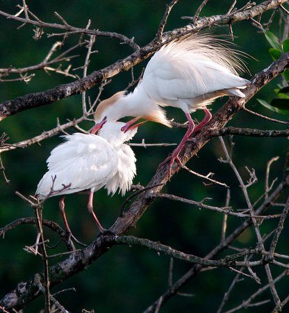Cattle Egret in Breeding Colors, Garzas Ganaderas en colores de Reproducción