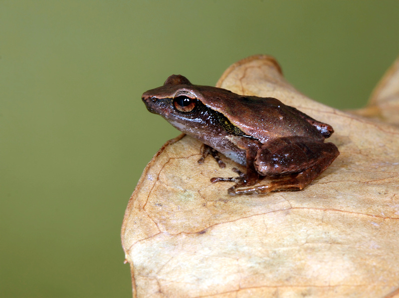 Puerto Rico Wildlife: Alfredo ColÃ³n | Eleutherodactylus coquÃ­ | Frog, CoquÃ­