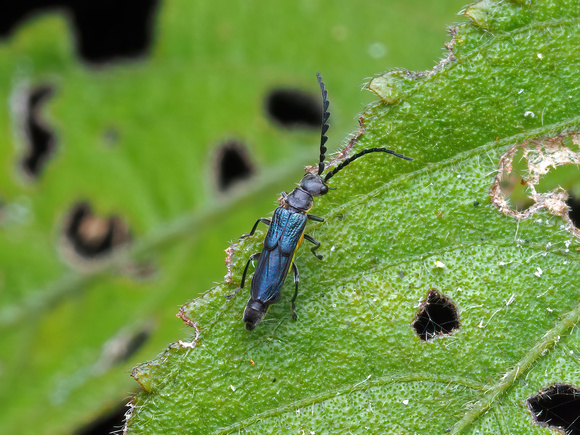 Possible Soldier Beetle, male