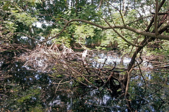 Humacao Nature Reserve