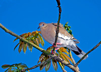 White-winged Dove, Tórtola Aliblanca