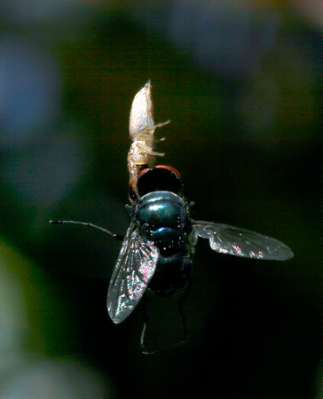 Jumping Spider Feeding on Fly, Araña Saltadora comiendo Mosca