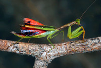 Praying Mantis - Callimantis sp.